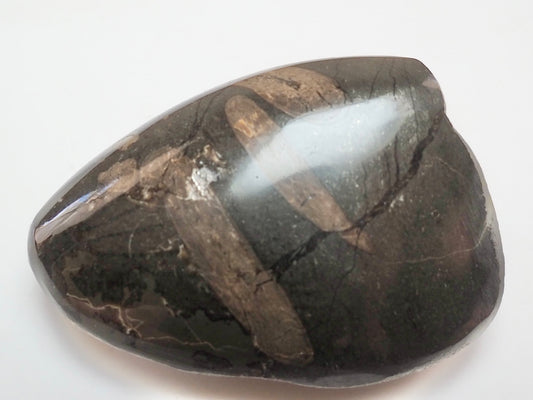 Polished Ichthyosaur Rib Bone Pebble – Jurassic Yorkshire Fossil