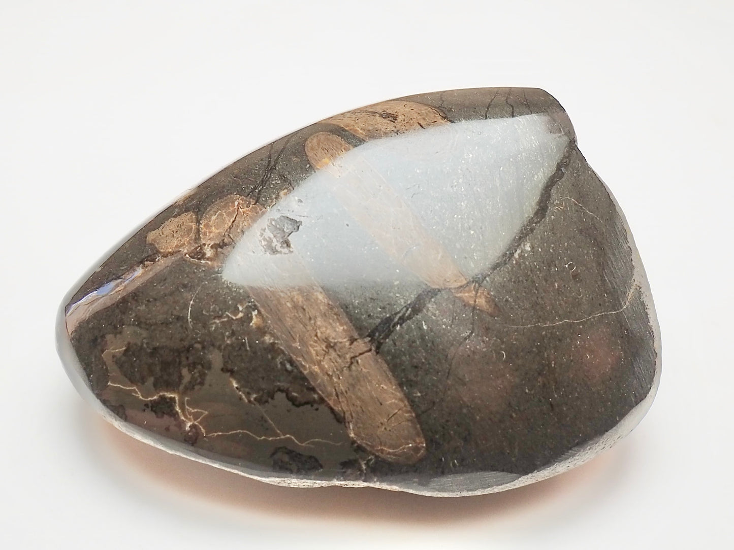 Polished Ichthyosaur Rib Bone Pebble – Jurassic Yorkshire Fossil