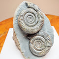 Stunning Double Dactylioceras Ammonite Fossil – Dual Cut Base Display Piece