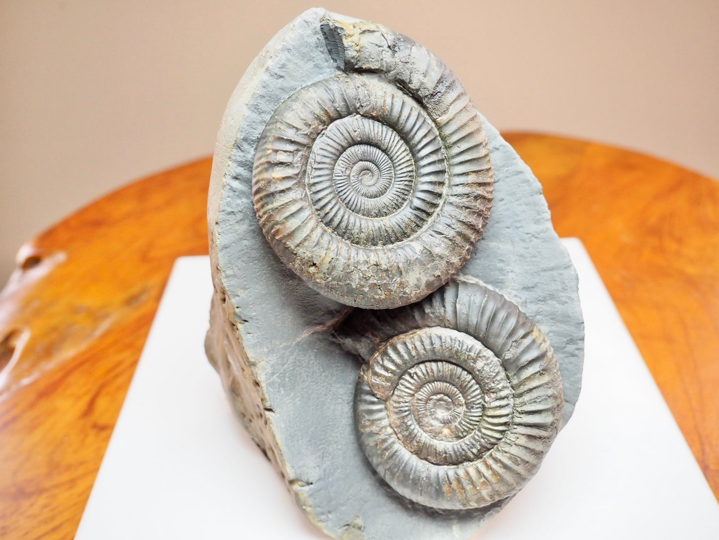 Stunning Double Dactylioceras Ammonite Fossil – Dual Cut Base Display Piece