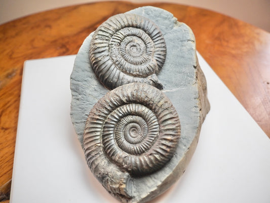 Stunning Double Dactylioceras Ammonite Fossil – Dual Cut Base Display Piece