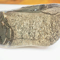 Large Polished Plesiosaur Vertebra – Sliced Jurassic Fossil – Yorkshire