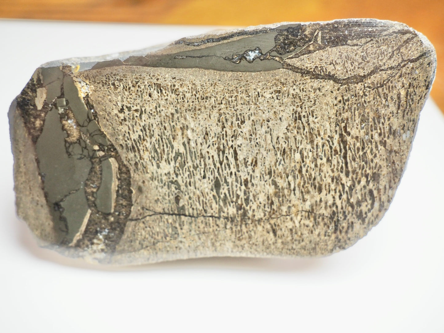 Large Polished Plesiosaur Vertebra – Sliced Jurassic Fossil – Yorkshire