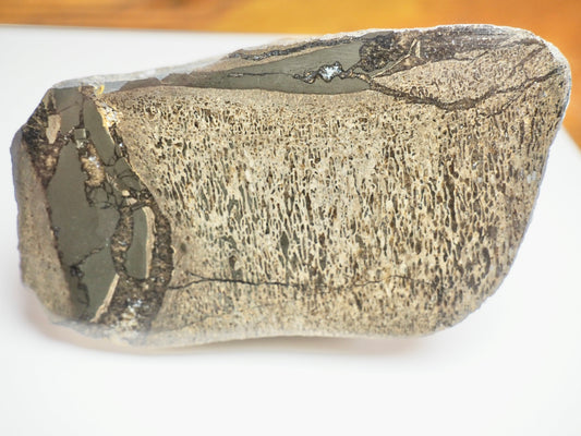 Large Polished Plesiosaur Vertebra – Sliced Jurassic Fossil – Yorkshire