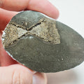 Cut & Polished Ichthyosaur Vertebra – Classic Hourglass Shape – Yorkshire