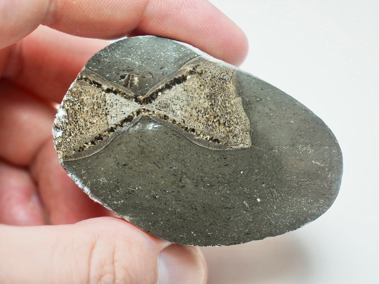 Cut & Polished Ichthyosaur Vertebra – Classic Hourglass Shape – Yorkshire
