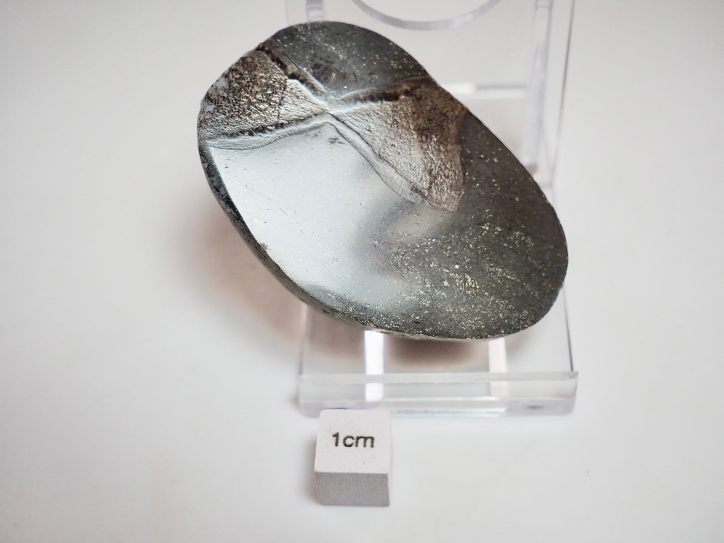 Cut & Polished Ichthyosaur Vertebra – Classic Hourglass Shape – Yorkshire