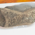 Polished Plesiosaur Vertebra Slice – Large Jurassic Fossil – Yorkshire Coast