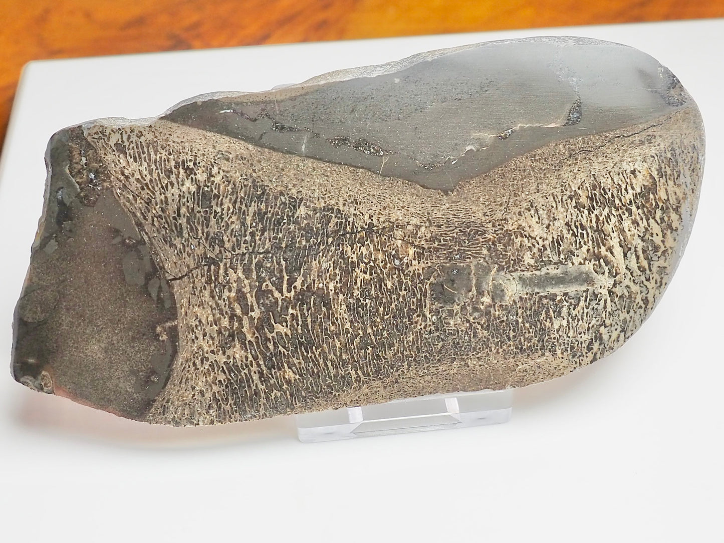 Polished Plesiosaur Vertebra Slice – Large Jurassic Fossil – Yorkshire Coast
