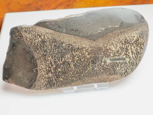 Polished Plesiosaur Vertebra Slice – Large Jurassic Fossil – Yorkshire Coast