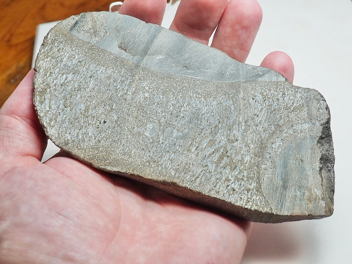 Polished Plesiosaur Vertebra Slice – Large Jurassic Fossil – Yorkshire Coast