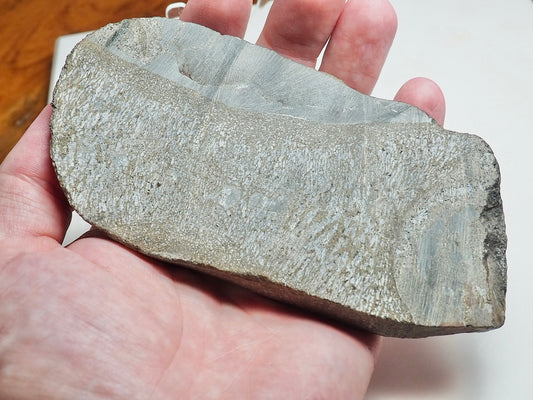 Polished Plesiosaur Vertebra Slice – Large Jurassic Fossil – Yorkshire Coast