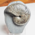 Phylloceras Ammonite Fossil – Prepared on Matrix – Yorkshire