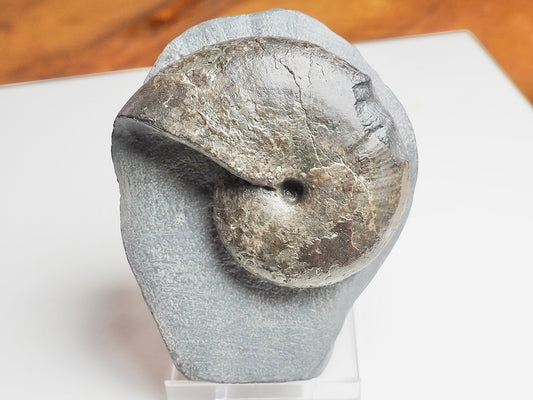 Phylloceras Ammonite Fossil – Prepared on Matrix – Yorkshire