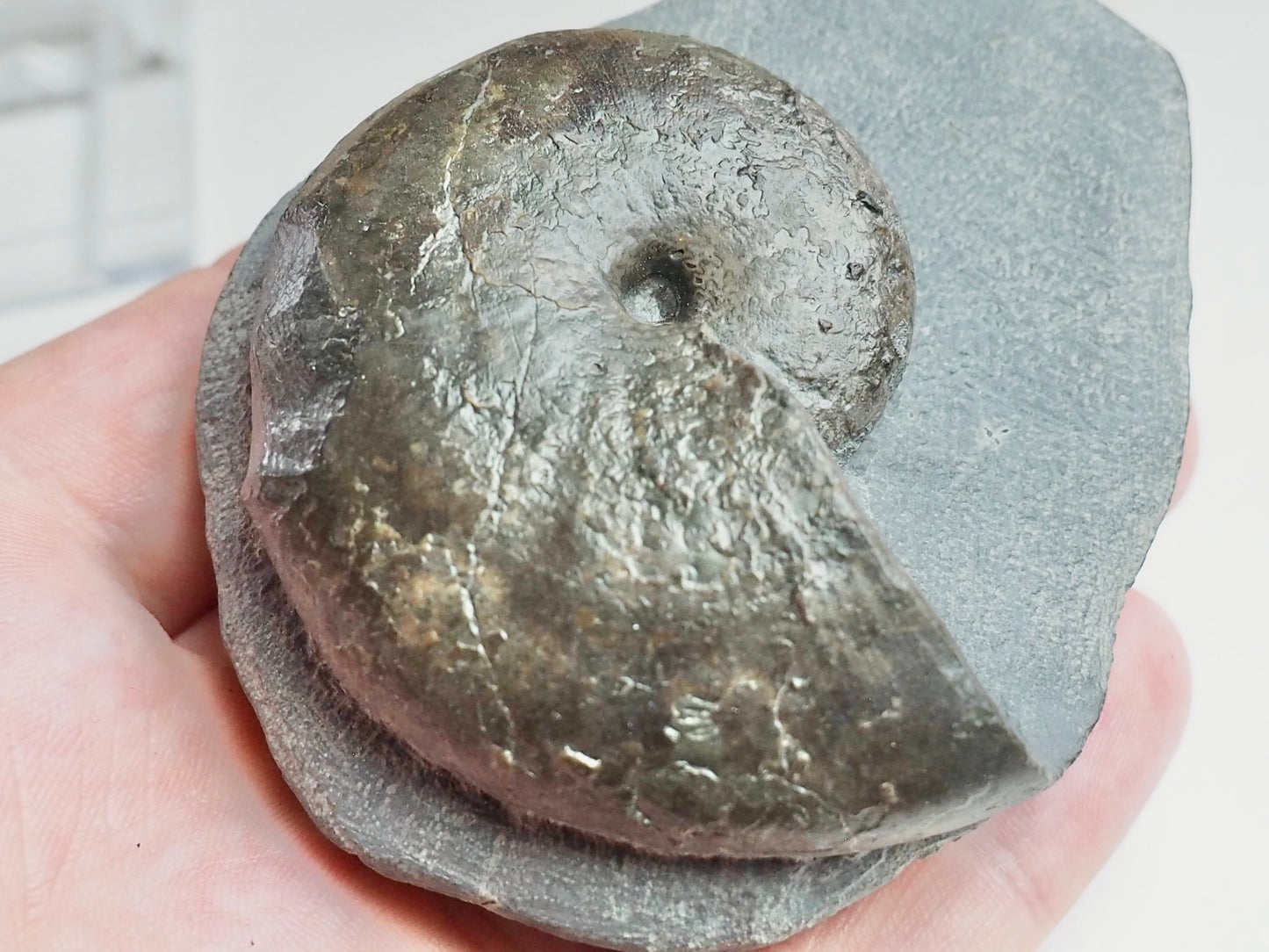 Phylloceras Ammonite Fossil – Prepared on Matrix – Yorkshire