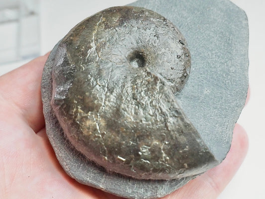 Phylloceras Ammonite Fossil – Prepared on Matrix – Yorkshire