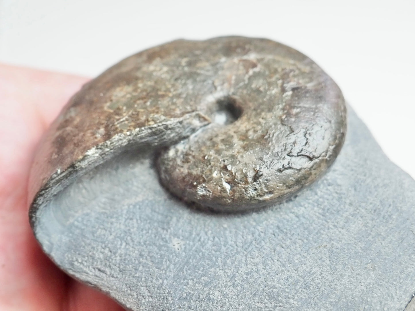 Phylloceras Ammonite Fossil – Prepared on Matrix – Yorkshire
