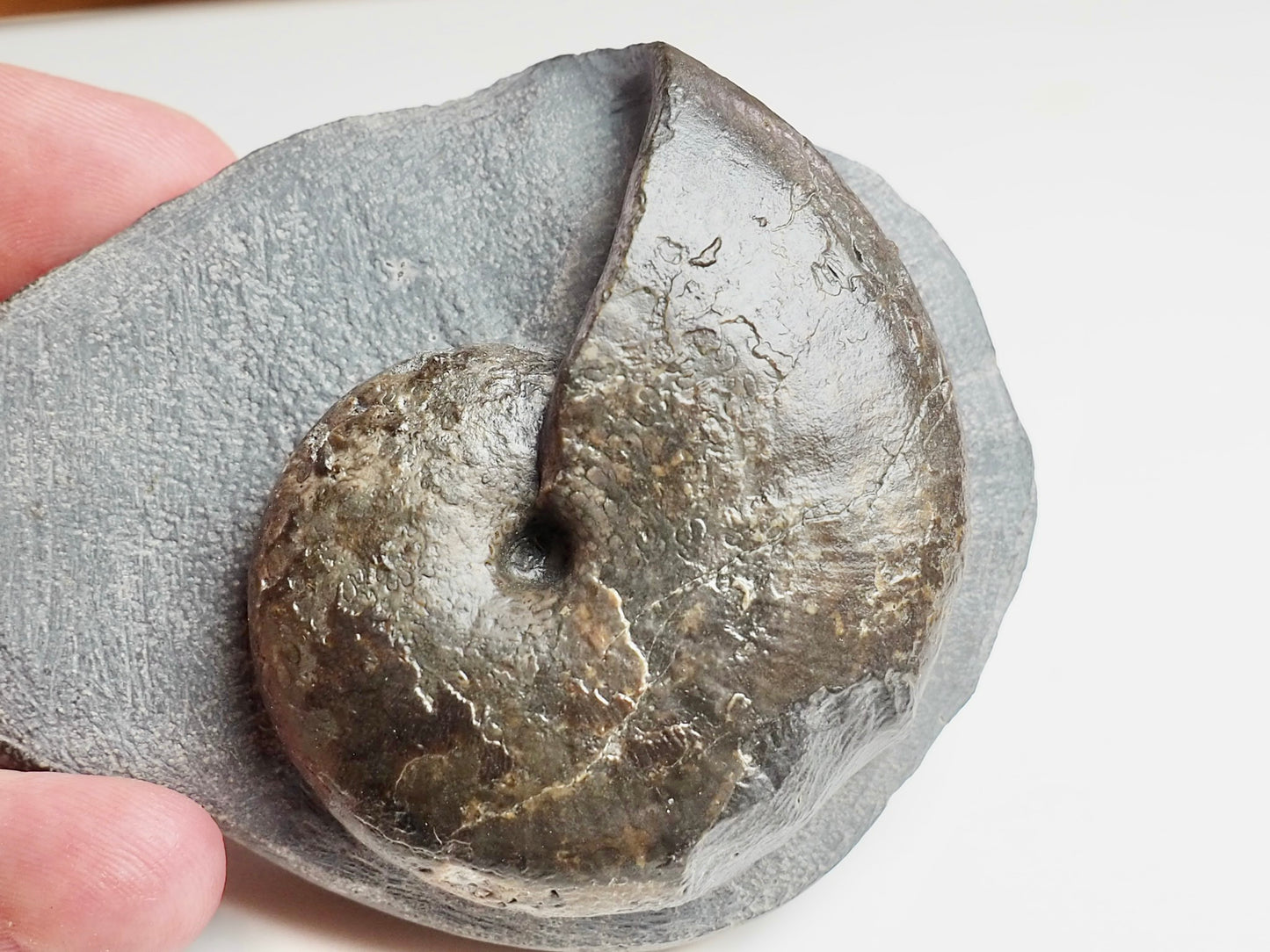 Phylloceras Ammonite Fossil – Prepared on Matrix – Yorkshire