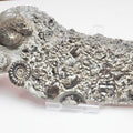 Oxynoticeras & Gagaticeras Fossil Block – Multi-Ammonite Lower Lias – Yorkshire