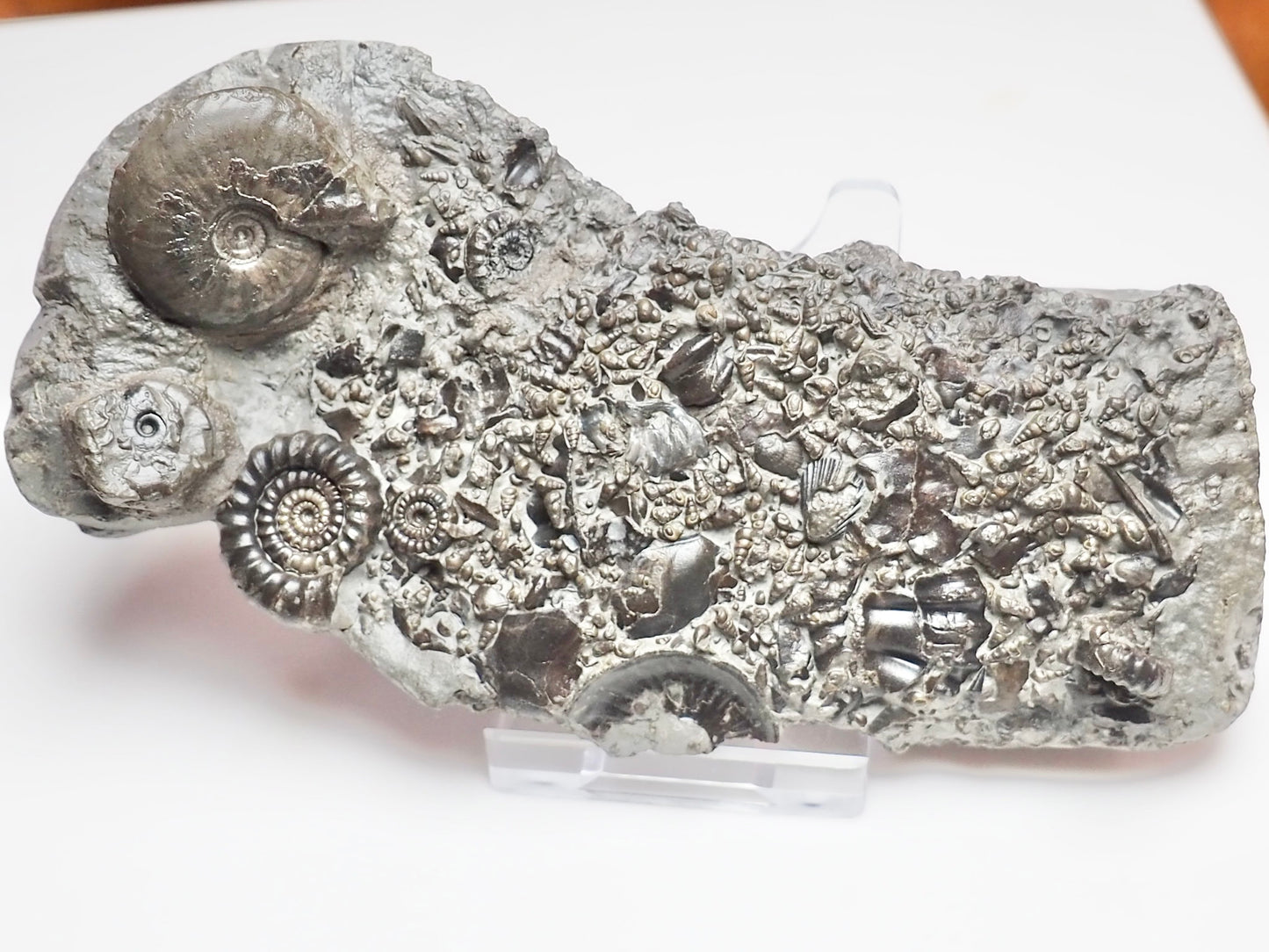 Oxynoticeras & Gagaticeras Fossil Block – Multi-Ammonite Lower Lias – Yorkshire