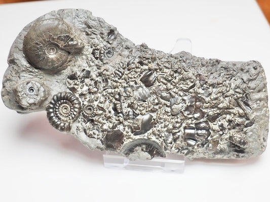 Oxynoticeras & Gagaticeras Fossil Block – Multi-Ammonite Lower Lias – Yorkshire