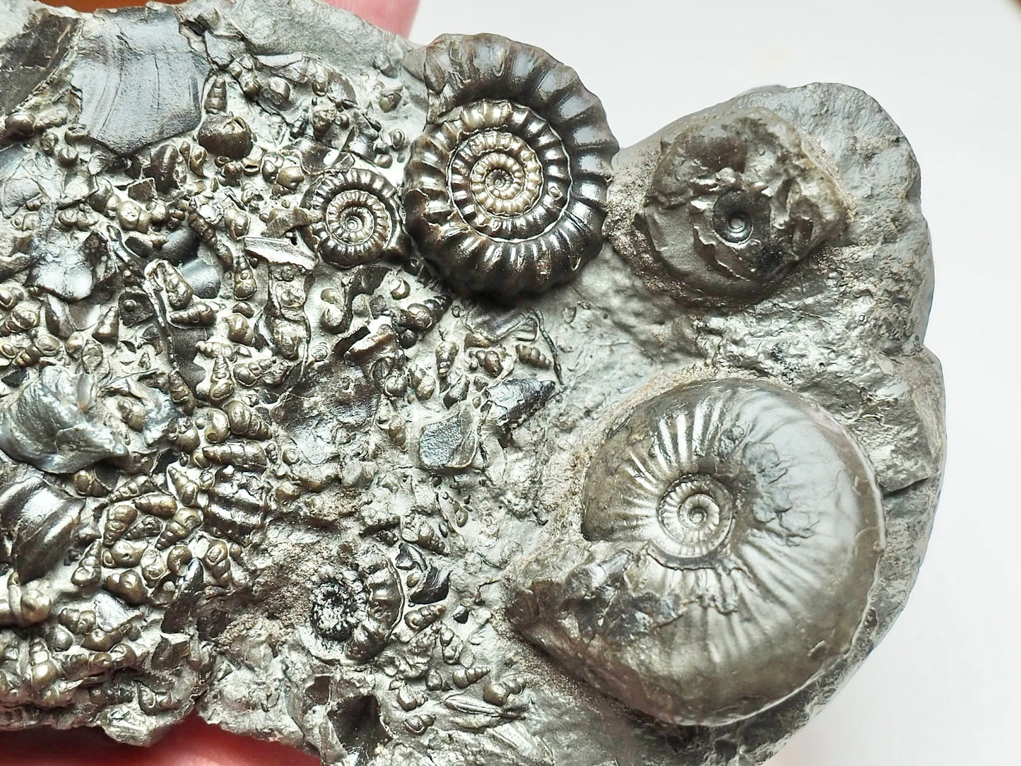 Oxynoticeras & Gagaticeras Fossil Block – Multi-Ammonite Lower Lias – Yorkshire