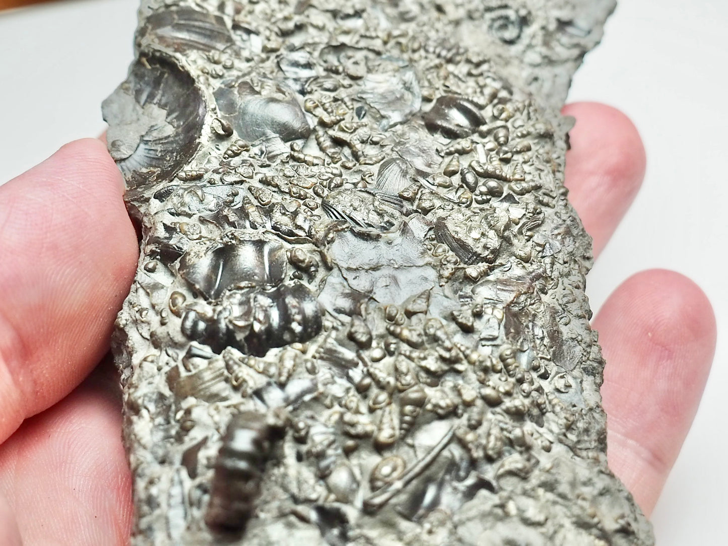 Oxynoticeras & Gagaticeras Fossil Block – Multi-Ammonite Lower Lias – Yorkshire