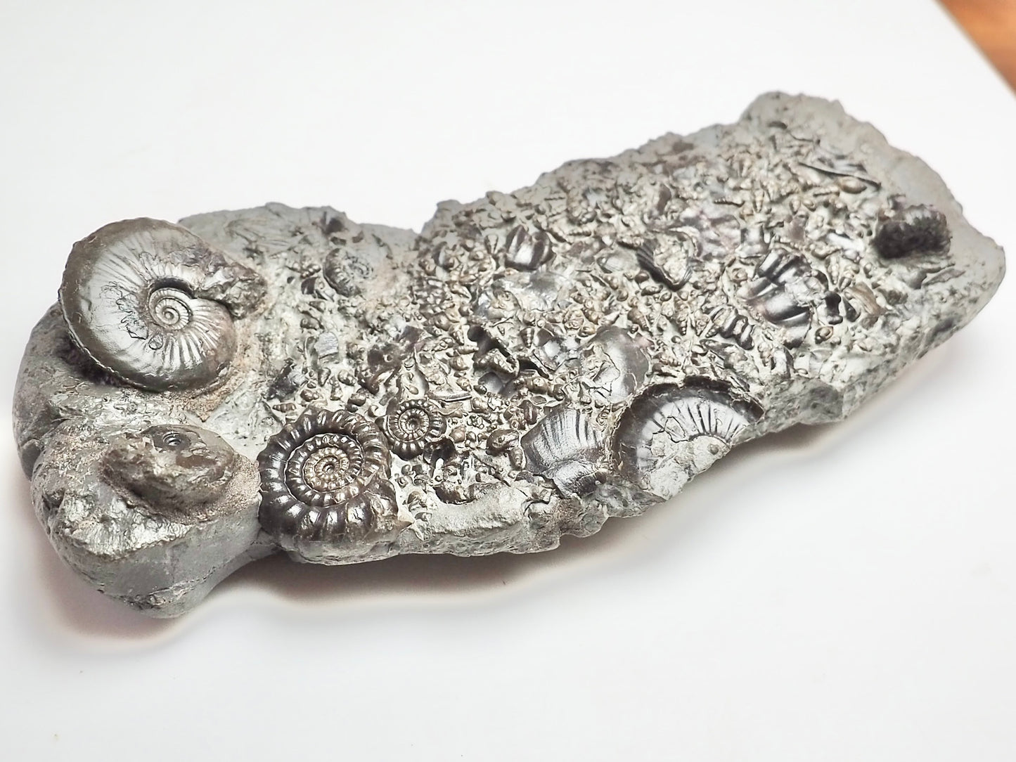 Oxynoticeras & Gagaticeras Fossil Block – Multi-Ammonite Lower Lias – Yorkshire