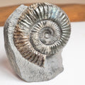 Catacoeloceras Ammonite Fossil – Iridescent Jurassic Yorkshire Coast