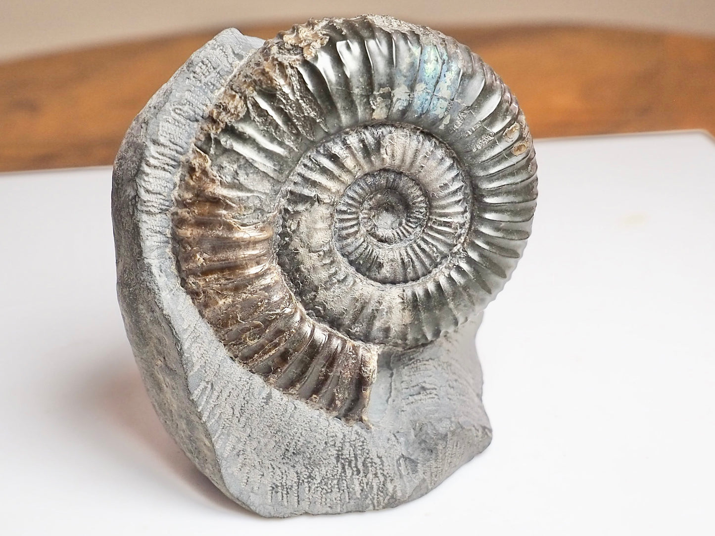 Catacoeloceras Ammonite Fossil – Iridescent Jurassic Yorkshire Coast