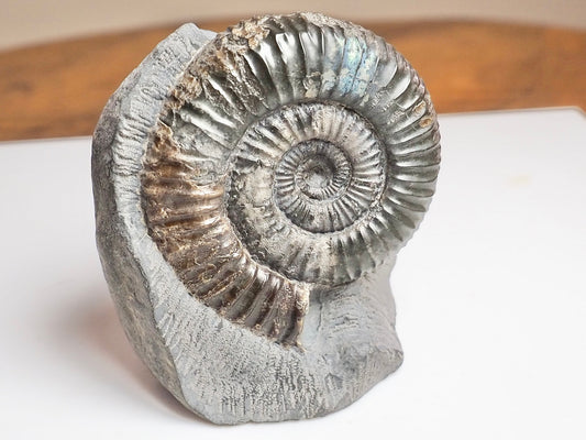 Catacoeloceras Ammonite Fossil – Iridescent Jurassic Yorkshire Coast