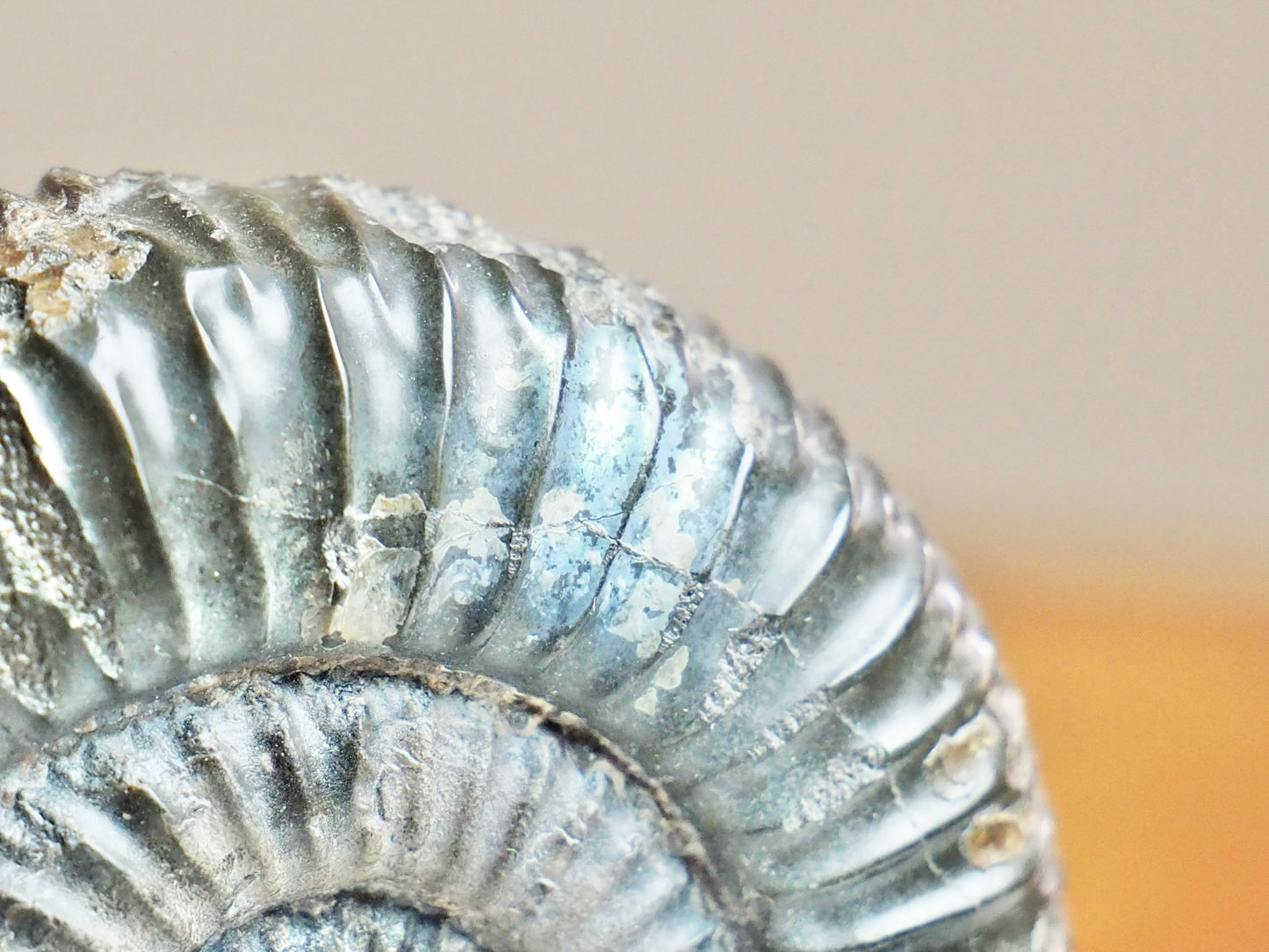 Catacoeloceras Ammonite Fossil – Iridescent Jurassic Yorkshire Coast