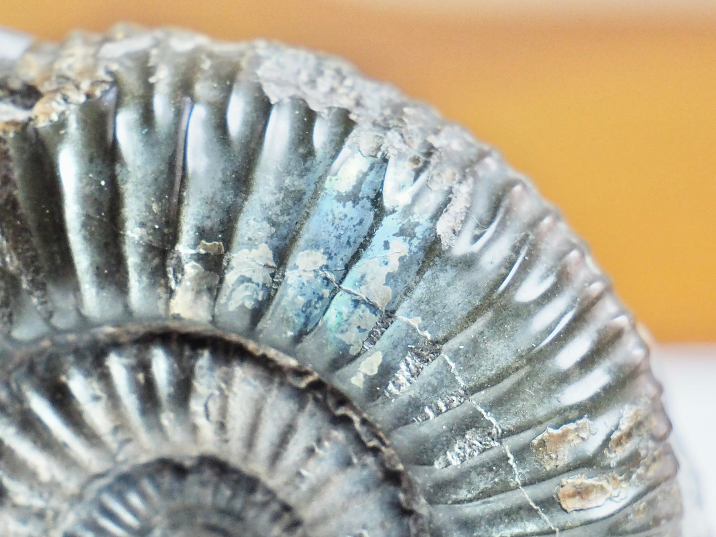 Catacoeloceras Ammonite Fossil – Iridescent Jurassic Yorkshire Coast