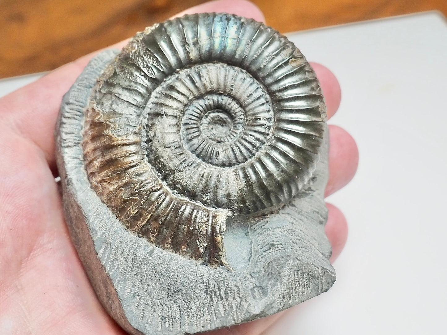 Catacoeloceras Ammonite Fossil – Iridescent Jurassic Yorkshire Coast