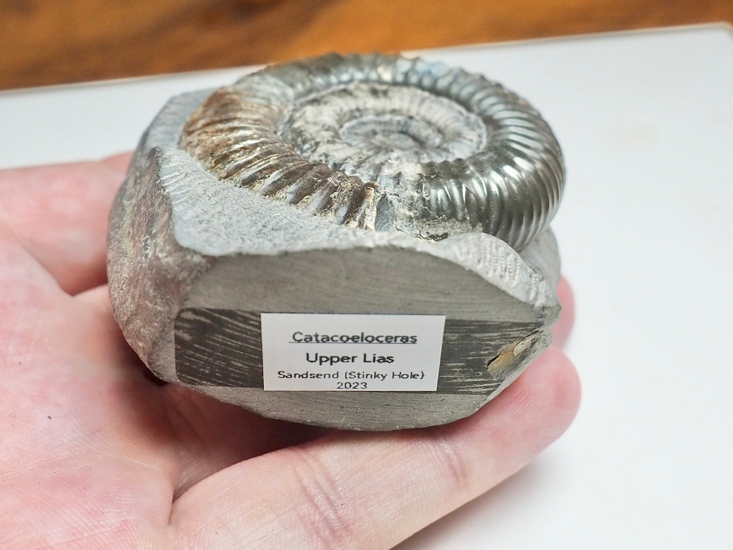 Catacoeloceras Ammonite Fossil – Iridescent Jurassic Yorkshire Coast