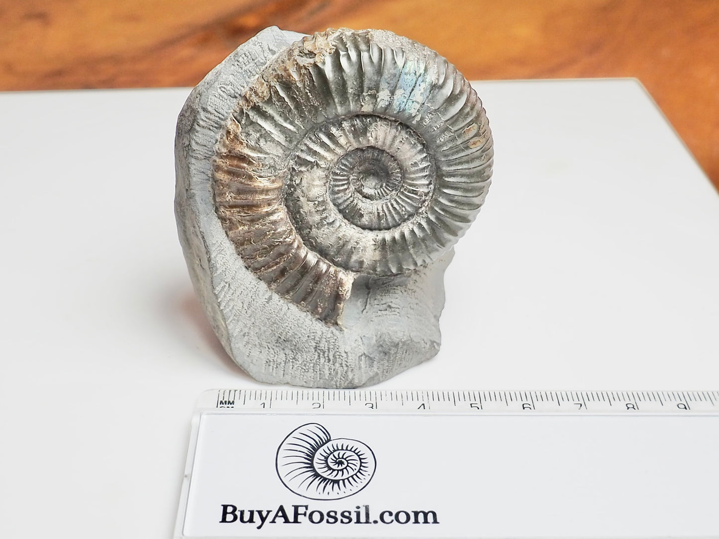 Catacoeloceras Ammonite Fossil – Iridescent Jurassic Yorkshire Coast