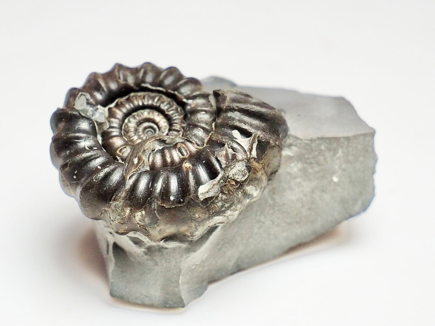 Gagaticeras Ammonite Fossil – Lower Lias Yorkshire Coast – Jurassic