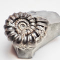 Gagaticeras Ammonite Fossil – Lower Lias Yorkshire Coast – Jurassic