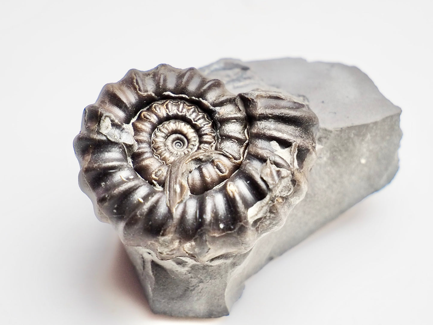 Gagaticeras Ammonite Fossil – Lower Lias Yorkshire Coast – Jurassic