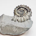 Gagaticeras Ammonite Fossil – Lower Lias Yorkshire Coast – Jurassic