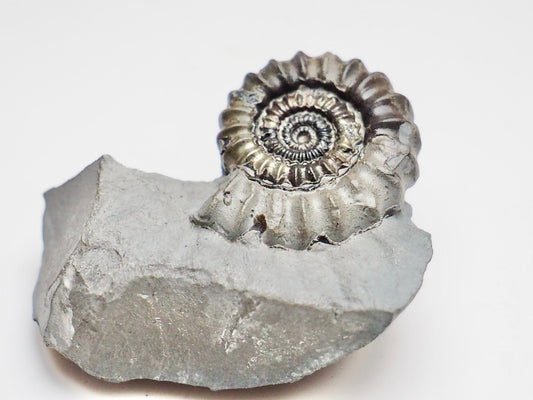 Gagaticeras Ammonite Fossil – Lower Lias Yorkshire Coast – Jurassic