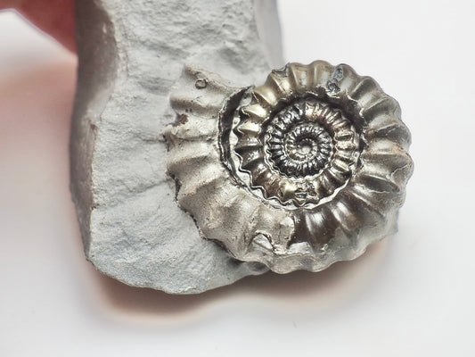 Gagaticeras Ammonite Fossil – Lower Lias Yorkshire Coast – Jurassic