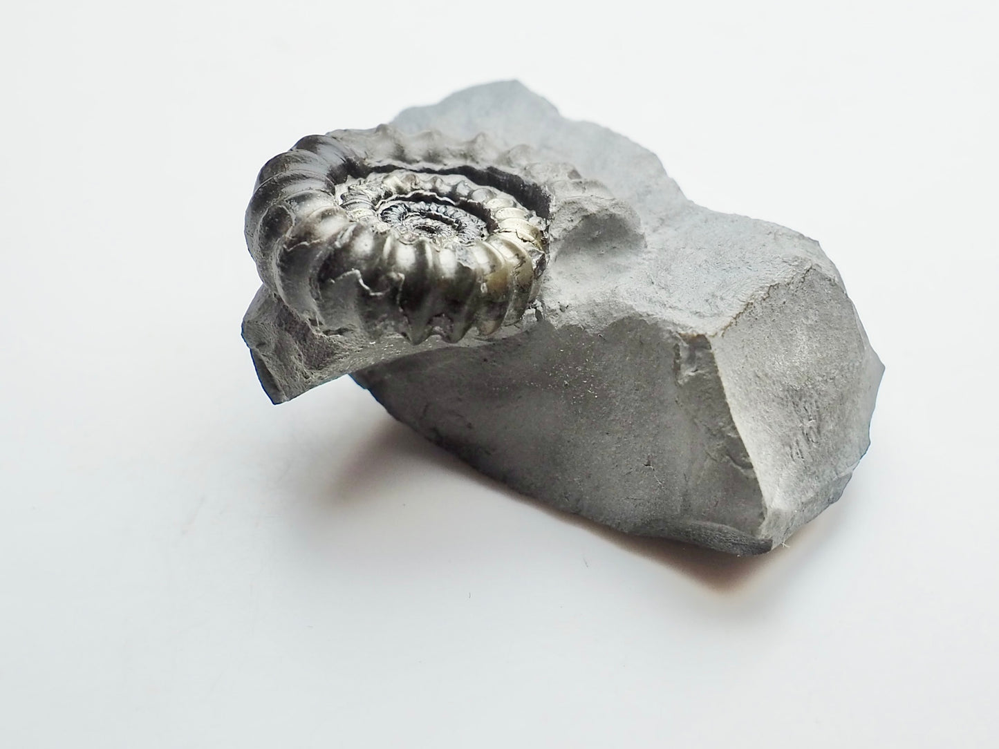 Gagaticeras Ammonite Fossil – Lower Lias Yorkshire Coast – Jurassic