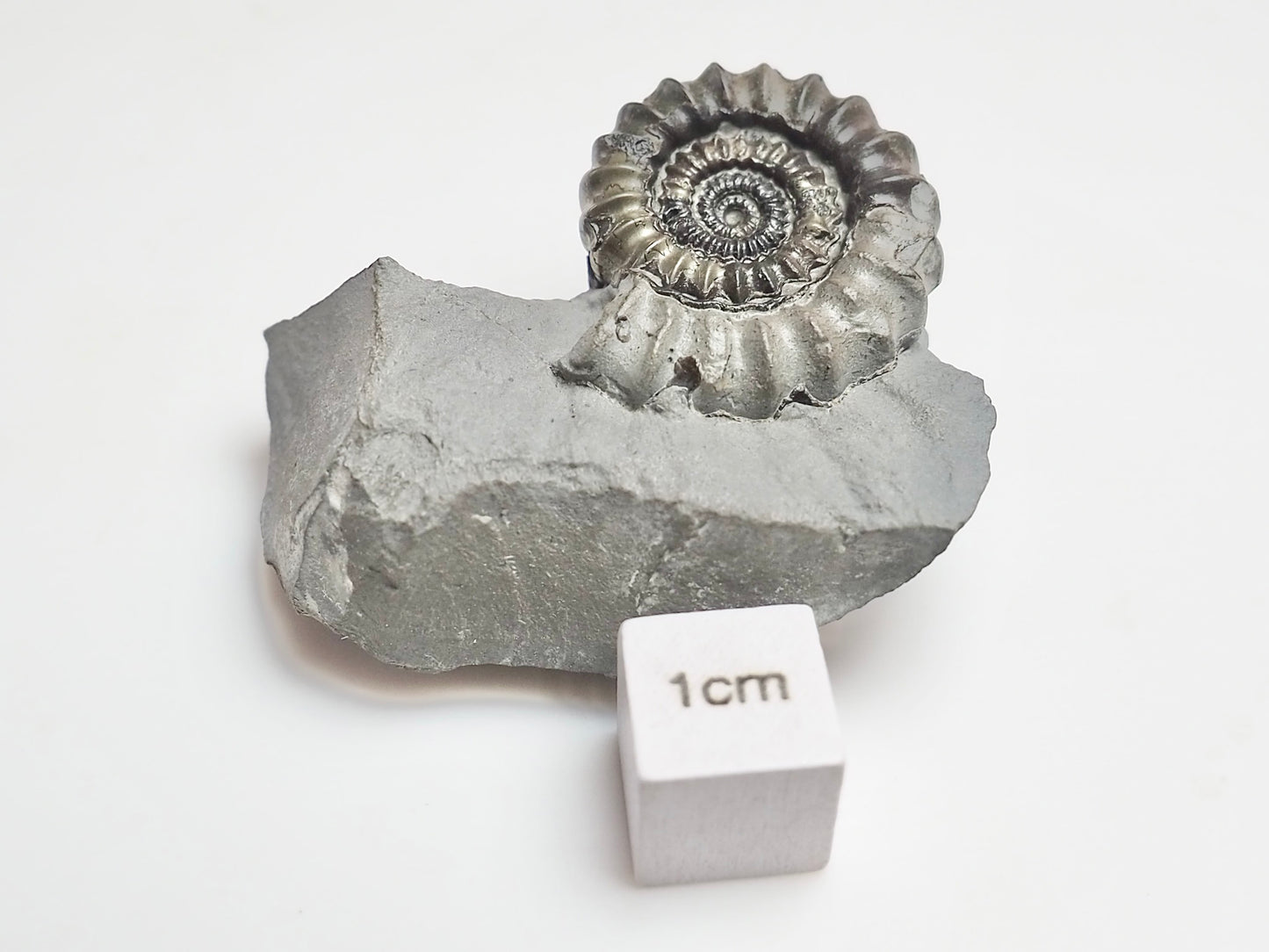 Gagaticeras Ammonite Fossil – Lower Lias Yorkshire Coast – Jurassic