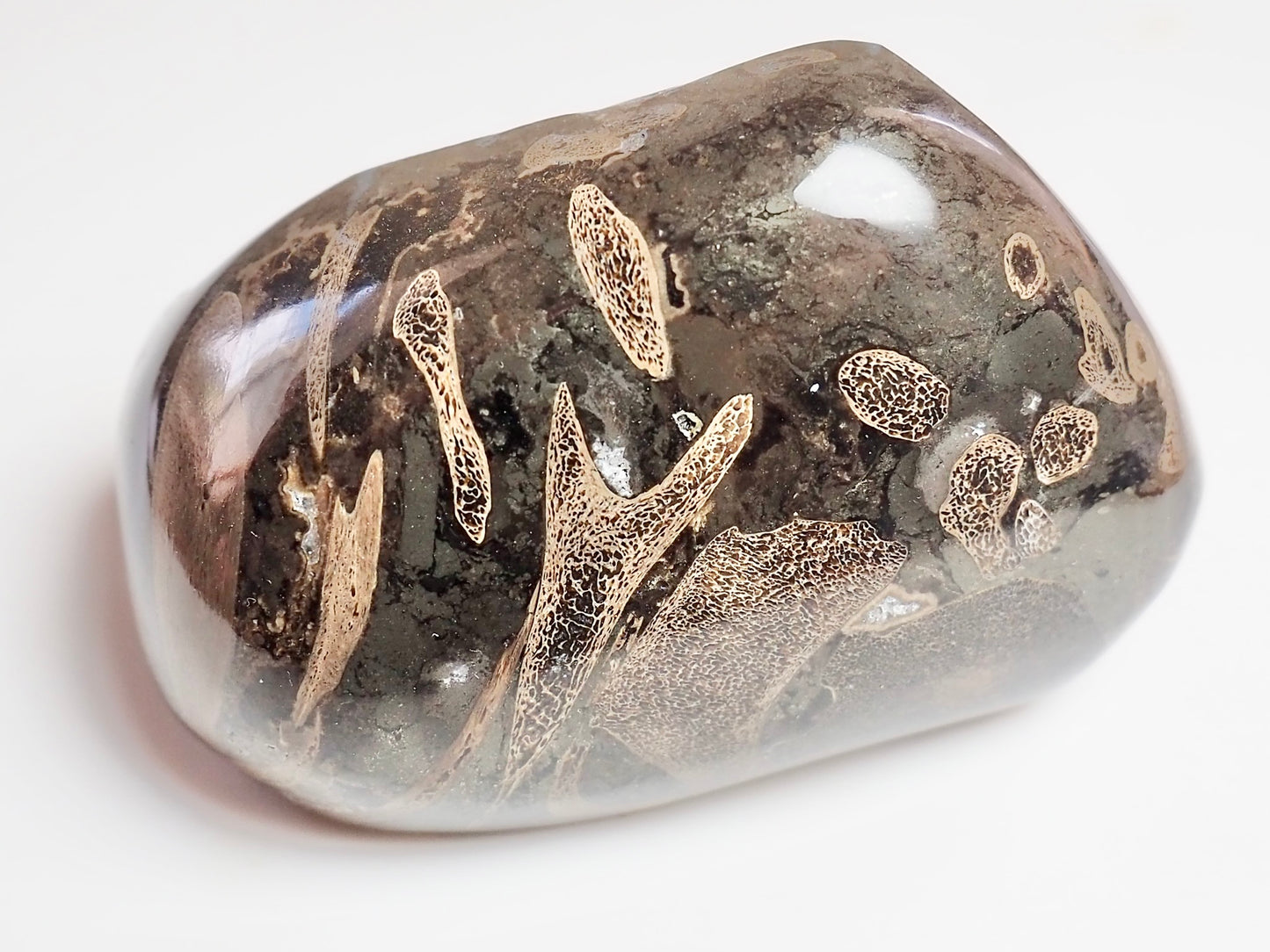 Stunning Polished Ichthyosaur Bone Block – Jurassic Yorkshire Coast Fossil