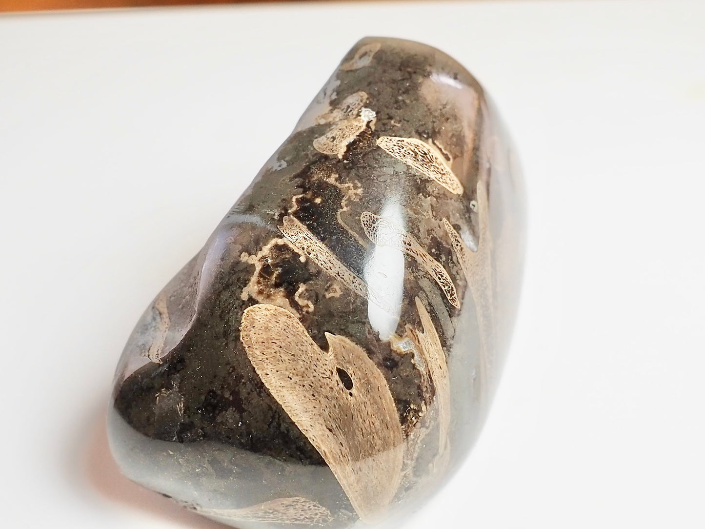 Stunning Polished Ichthyosaur Bone Block – Jurassic Yorkshire Coast Fossil