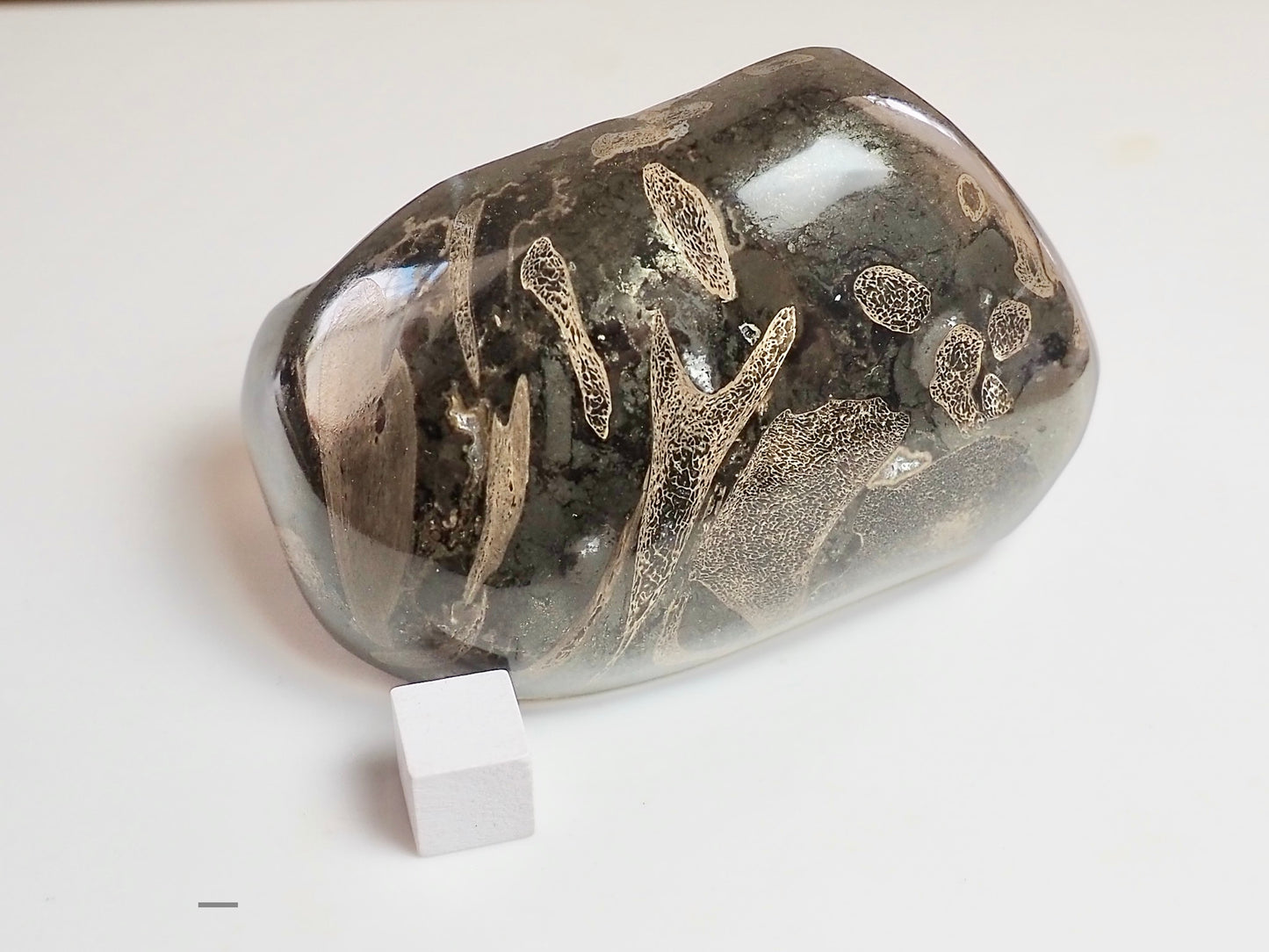 Stunning Polished Ichthyosaur Bone Block – Jurassic Yorkshire Coast Fossil