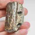 Fossilised Crocodile Jaw Bone Section – Tooth Sockets – Jurassic Yorkshire