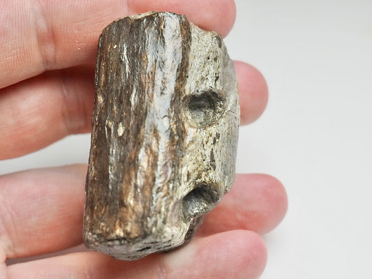 Fossilised Crocodile Jaw Bone Section – Tooth Sockets – Jurassic Yorkshire