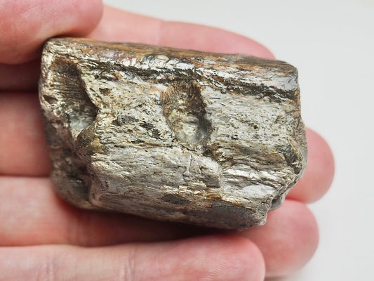 Fossilised Crocodile Jaw Bone Section – Tooth Sockets – Jurassic Yorkshire
